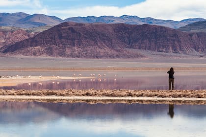 Los primeros flamencos inspeccionan las aguas de la laguna Carachi Pampa.
