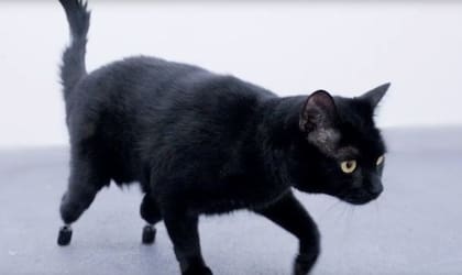 Los primeros meses de vida son una fase de grandes cambios