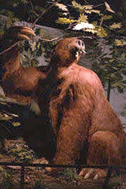 Los primeros perezosos gigantes aparecen en el registro fósil en el Oligoceno (hace unos 33 millones de años) y