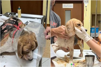 Los primeros tratamientos médicos de McMuffin