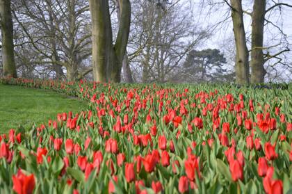 Los primeros tulipanes, al igual que los azafranes, narcisos y jacintos, florecen al comienzo de la temporada.