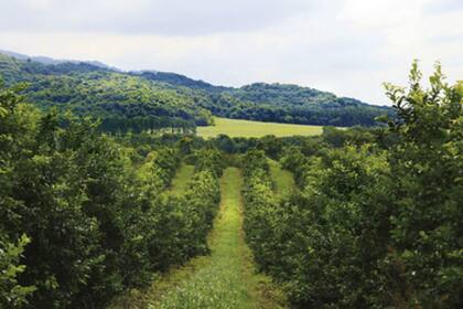 Los principales beneficios de formar parte del programa, son: mejorar de la gestión ambiental y social del territorio, generar valor agregado a su producción, incrementar la posibilidad de acceso financiamiento nacional e internacional, así como la posibilidad de crear alianzas multisectoriales.