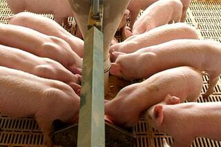 La presión impositiva condiciona el potencial de crecimiento de la industria de alimentos