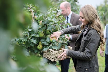 Los príncipes de Gales
recolectaron manzanas
durante su visita a la
granja familiar
Long Meadow Cider
