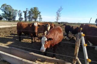 Más herramientas para lograr una mayor eficiencia en la ganadería