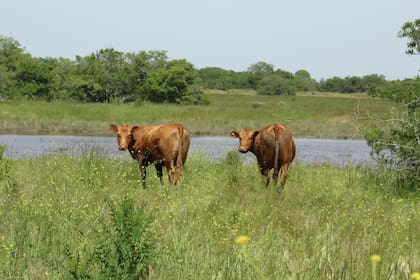 Los problemas climáticos de los últimos años afectaron a la actividad