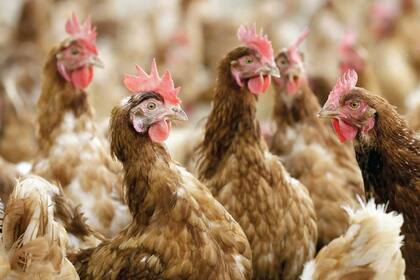 Los procesadores de pollo en EE.UU. son blanco de escrutinio por el uso de un índice de precios que toma en cuenta datos de los productores pero no de lo compradores.
