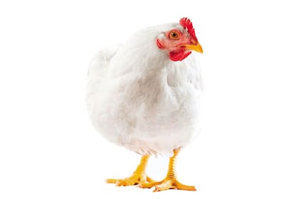 Los procesos de producción de carne de pollo habitualmente distan mucho de ser los ideales