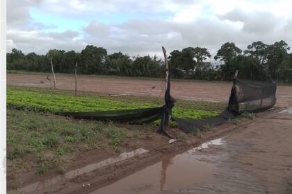 Los productores advierten que, si no se recuperan pronto, los precios de las verduras podrían aumentar considerablemente, y la escasez podría afectar el suministro