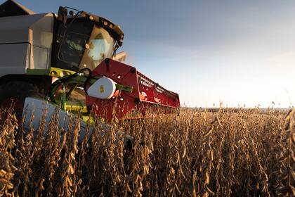 Los productores aguardan mejores precios por su grano