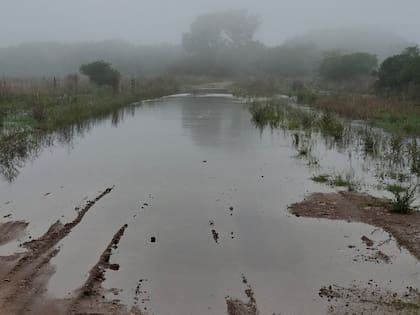 Los productores argumentan que vienen con la logística de la cosecha demorada