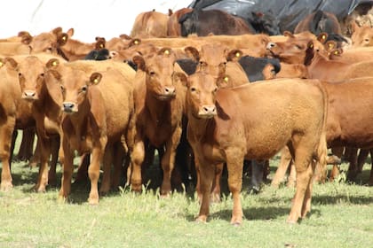 Los productores buscan que otros municipios sigan el mismo ejemplo que Bell Ville