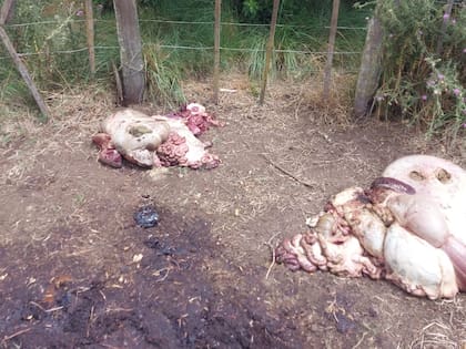 Los productores creen que hay una banda actuando en la zona