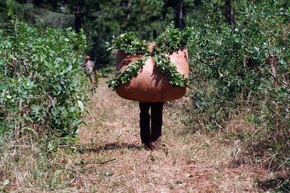 La producción de yerba mate seguirá sin retenciones