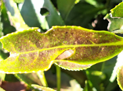 Los productores denuncian que algunas plantas han sido infectadas por ácaros, debilitando el cultivo y reduciendo la calidad de producción