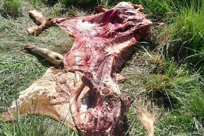 Los productores denuncian que la Justicia es una puerta giratoria y que los delincuentes quedan libres en días