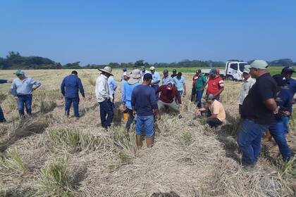 Los productores manejan el 20% del área productiva en arroz