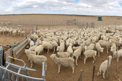 Los productores ovinos están preocupados por la medida de Chile y temen una reacción de la Unión Europea