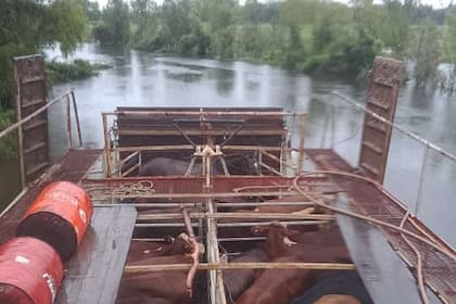 Los productores recurrieron al traslado de la hacienda de la zona de islas