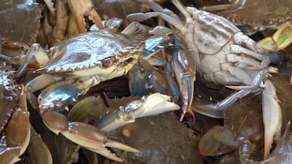 Los productores venezolanos pedían que Trump aumentara los aranceles.