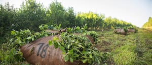 Advierten que comenzó un proceso de abandono de plantaciones de yerba