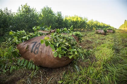 Los productores yerbateros alertaron por precios que no cubren los costos