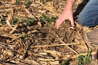 La rizobacteria que reduce la emisión de CO2 y aumenta los rindes