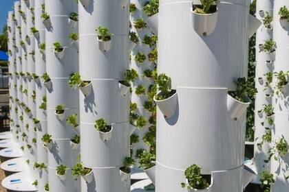 Los productos de la agricultura vertical son frescos, cultivados localmente, se pueden cosechar durante todo el año, están libres de pesticidas y no se ven afectados por el mal tiempo, dicen sus defensores