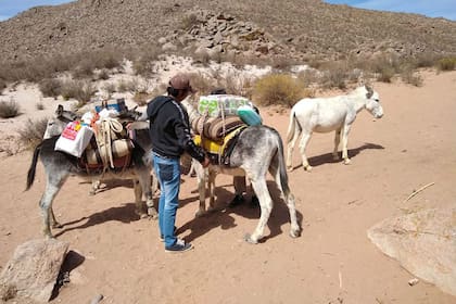 Los productos para el comedor llegan en burro