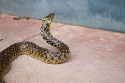 Los propietarios de los reptiles se dedicaban a la compra y venta de serpientes venenosas y no venenosas