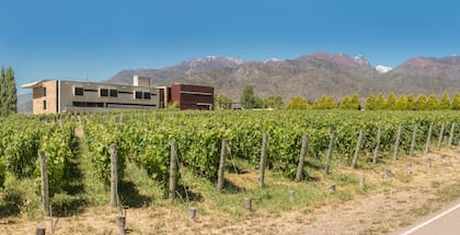 Los propietarios no tienen que ocuparse de nada de la gestión del viñedo