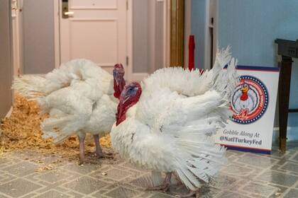 Los protagonistas de este año llevarán los nombres de Gobble y Waddle