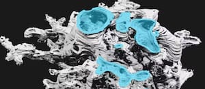 Qué se sabe de la forma de vida extinta que se habría hallado en Escocia