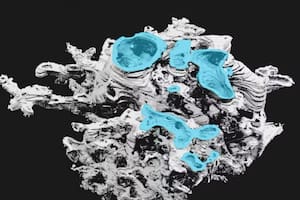 Qué se sabe de la forma de vida extinta que se habría hallado en Escocia