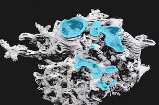 Qué se sabe de la forma de vida extinta que se habría hallado en Escocia