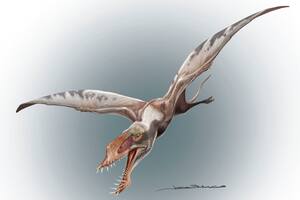 Científicos descubren cementerio de pterosaurios en el desierto de Atacama