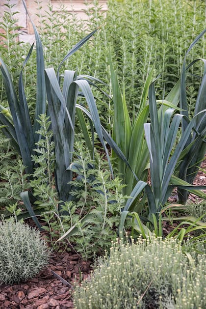 Los puerros con sus hojas lineares y grises destacan en los diseños, además de ser una excelente compañía para otras hortalizas.