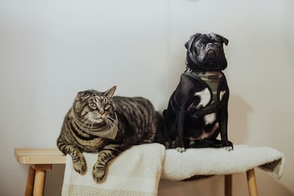 Los pug se llevan bien con los gatos