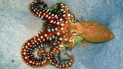 Los pulpos son conocidos también por ser maestros del camuflaje