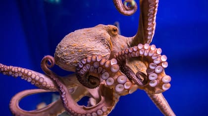 Los pulpos tienen algunas capacidades cognitivas que impresionan a los científicos