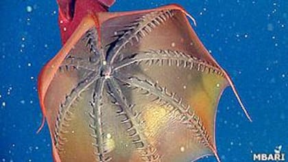 Los puntos blancos, como el que se encuentra cerca de la boca, en el centro, son restos de animales muertos o nieve marina