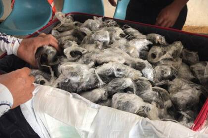 Los quelonios estaban envueltos en plástico y por ello unos 10 eemplares estaban muertos cuando se produjo el hallazgo