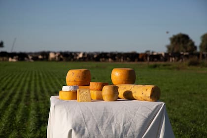 Los quesos gourmet de Fermier se venden en caterings, restaurantes y ferias, y los precios varían según el tipo y el peso de estos