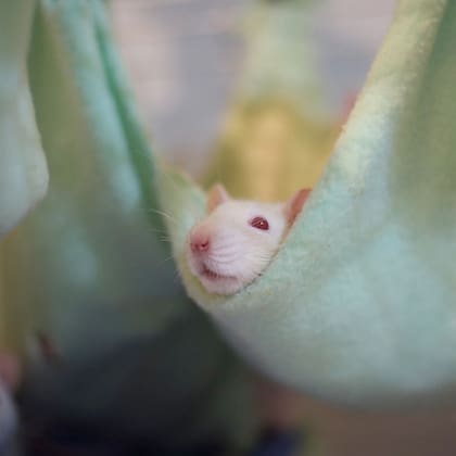Los ratones albinos fueron modificados genéticamente