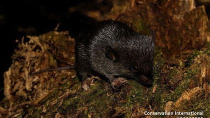 Los ratones espinosos son conocidos por sus espinas distintivas, similares a las de los erizos