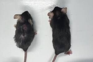 Los ratones que recibieron el anticuerpo X203 se veían más delgados y activos, con mejor color del pelaje, mejor visión, audición y capacidad para caminar