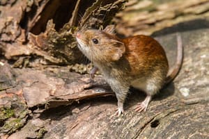 En lo que va del año, ya son dos las muertes por hantavirus en la comarca andina