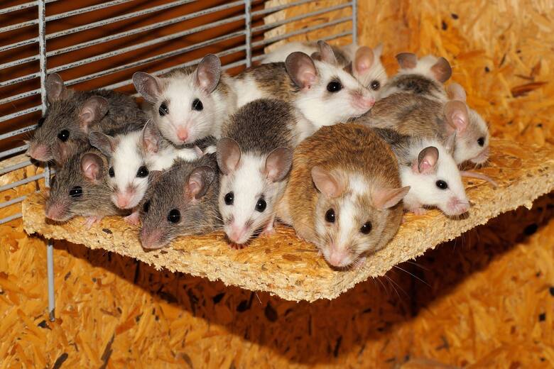 El secreto de los bigotes de los ratones que puede transformar la robótica y la neurociencia