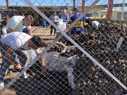 El sábado pasado los reclusos ayudaron en el armado de las bolsas. Algunos palearon la montaña de papas