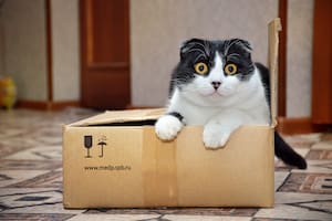 Por qué los gatos se esconden dentro de cajas